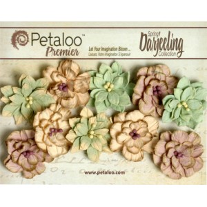 Dahlias - Pistachio